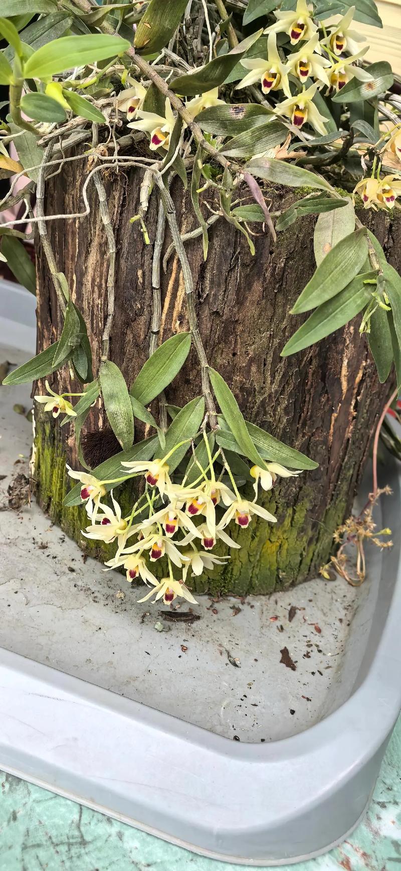 石斛花多少钱一克?铁皮品种价格参考与影响因素解析 运输:物流成本与包装方式占最终价10%-20%