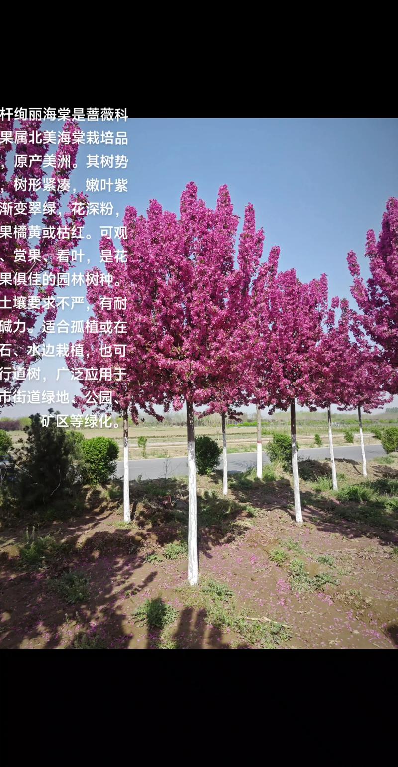 海棠苗木多少钱:2026年最新价格区间与影响因素全解析 三、季节因素:春季采购溢价15%-25%
