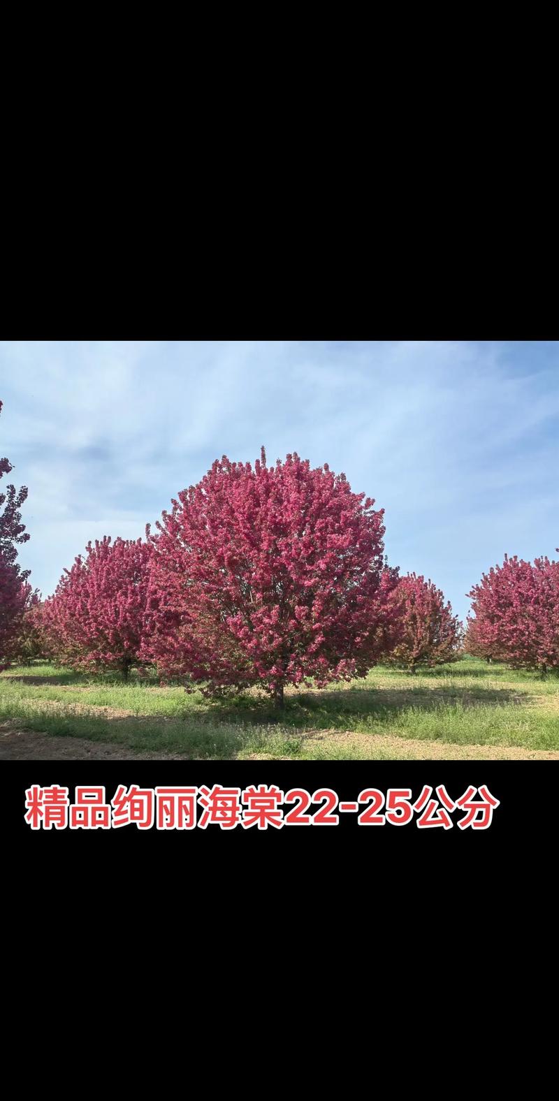 海棠苗木多少钱:2026年最新价格区间与影响因素全解析 七、采购询价指南