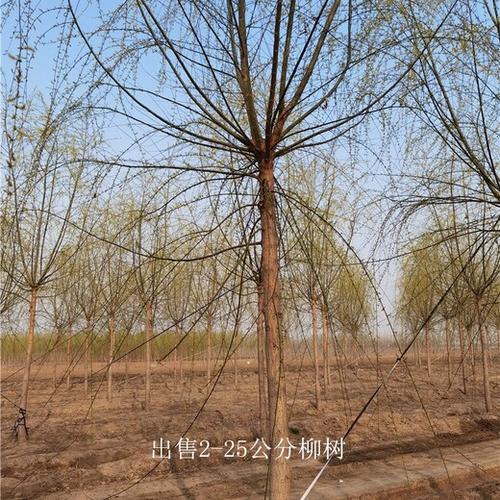 15公分柳树价格指南:2026年市场报价与影响因素详解 数量因素与批发折扣