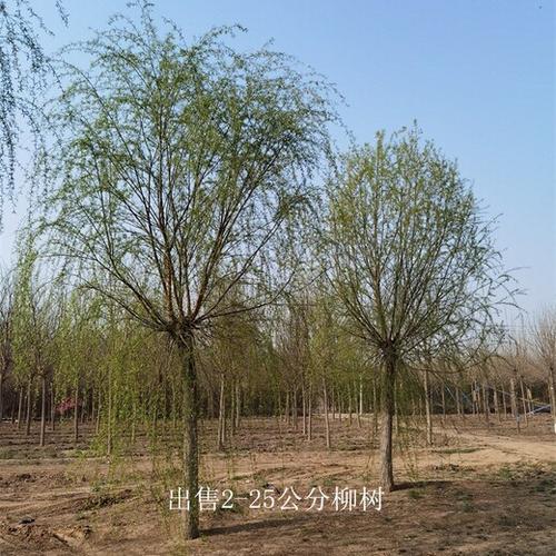 15公分柳树价格指南:2026年市场报价与影响因素详解 常见问题与咨询指南(FAQ)