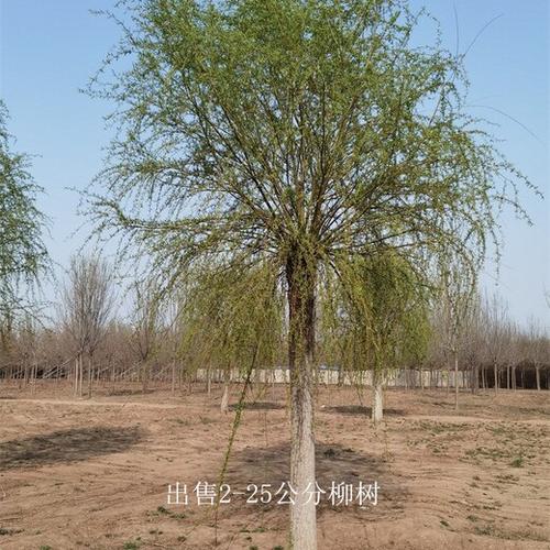 15公分柳树价格指南:2026年市场报价与影响因素详解 价格影响因素汇总表