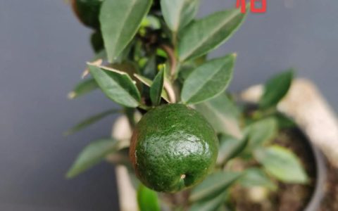 八房柑盆景养殖方法：浇水施肥与修剪技巧详解