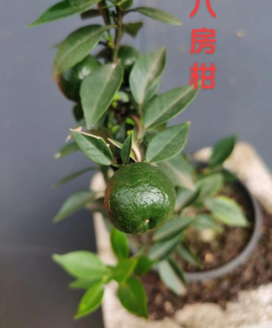 八房柑盆景养殖方法：浇水施肥与修剪技巧详解