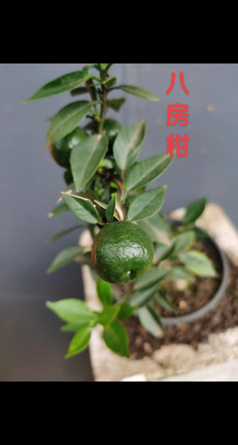 八房柑盆景养殖方法:浇水施肥与修剪技巧详解 八房柑盆景养殖方法:浇水施肥与修剪技巧详解