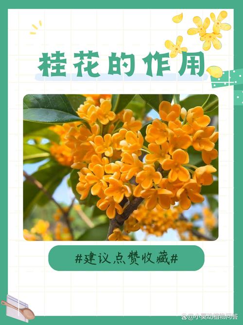桂花籽有用吗?园艺爱好者必知的五大用途与注意事项 三、注意事项与安全提醒