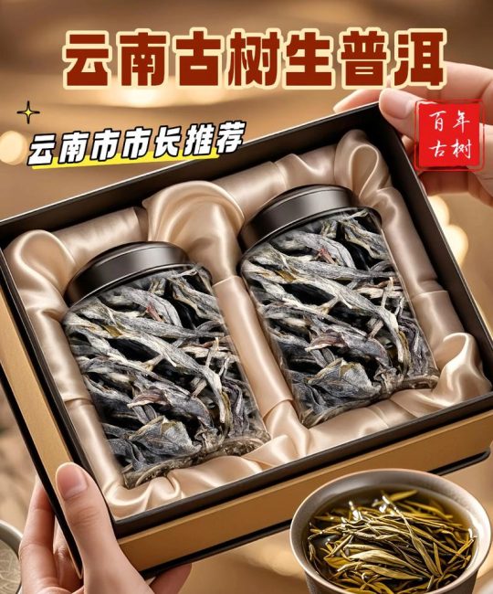 云南古树茶价格多少钱一斤？树龄、产地、季节影响报价