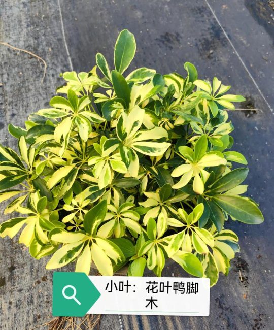 揭秘鸭脚木的叶片之谜：为什么会有9片叶子？