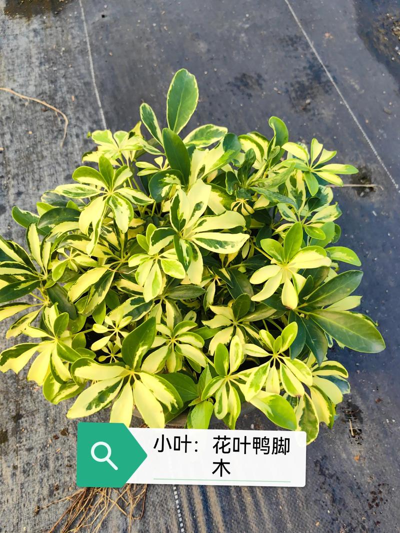 揭秘鸭脚木的叶片之谜:为什么会有9片叶子? 一、鸭脚木叶片数量的“底牌”