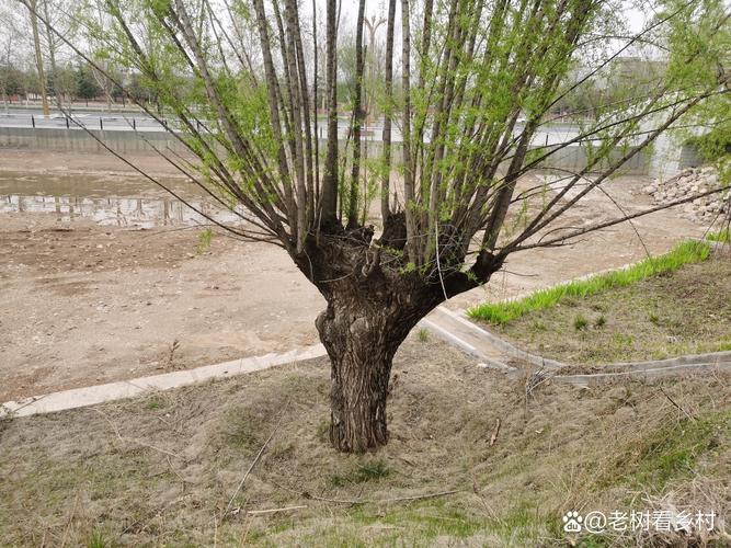 坟头柳树活了好不好?从民俗寓意到园艺养护的全面解析 一、坟头栽柳的民俗渊源