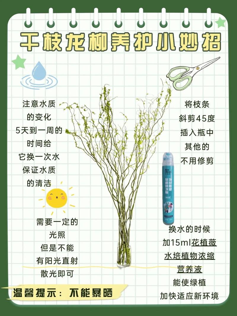 坟头柳树活了好不好?从民俗寓意到园艺养护的全面解析 五、理性看待民俗与科学