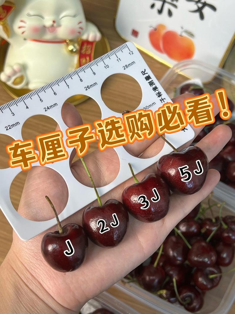 樱桃和车厘子有什么区别?2026年全方位对比与种植指南 樱桃和车厘子有什么区别?2026年全方位对比与种植指南