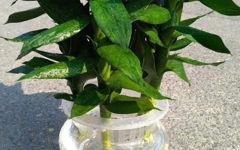 家里放什么水培植物好？这5种好养又美观，新手也能轻松上手