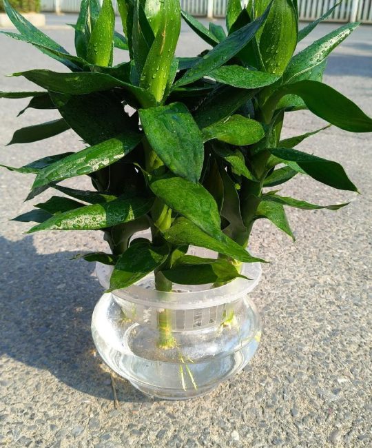 家里放什么水培植物好？这5种好养又美观，新手也能轻松上手