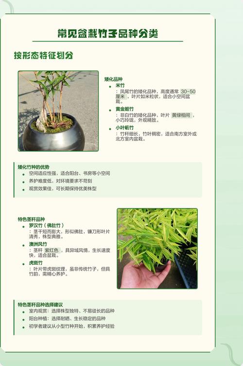 盆栽竹子有多少种?常见品种与科学养护全指南 三、风险提示与应对措施