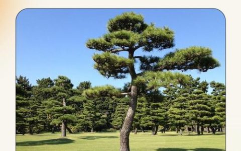 松树（乔木）树脂污染怎么洗？行道树养护与庭院应用全攻略