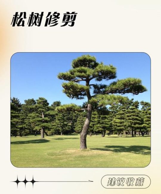 松树（乔木）树脂污染怎么洗？行道树养护与庭院应用全攻略