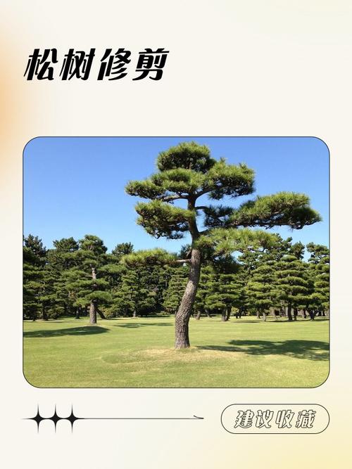 松树(乔木)树脂污染怎么洗?行道树养护与庭院应用全攻略 松树油怎么洗?