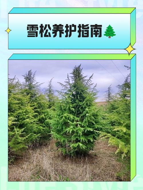 松树(乔木)树脂污染怎么洗?行道树养护与庭院应用全攻略 清洗操作标准步骤(不同对象)