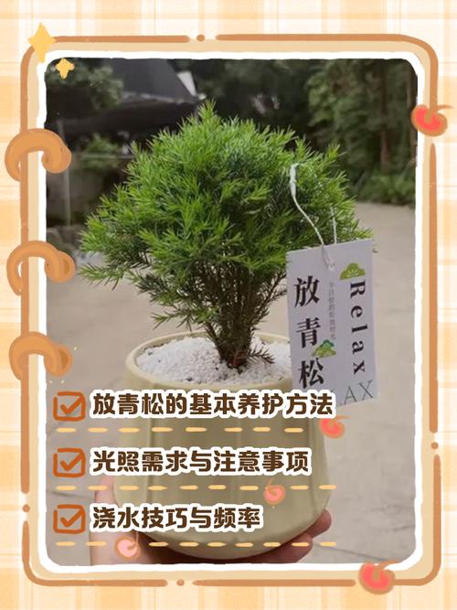松树(乔木)树脂污染怎么洗?行道树养护与庭院应用全攻略 常见误区与风险规避