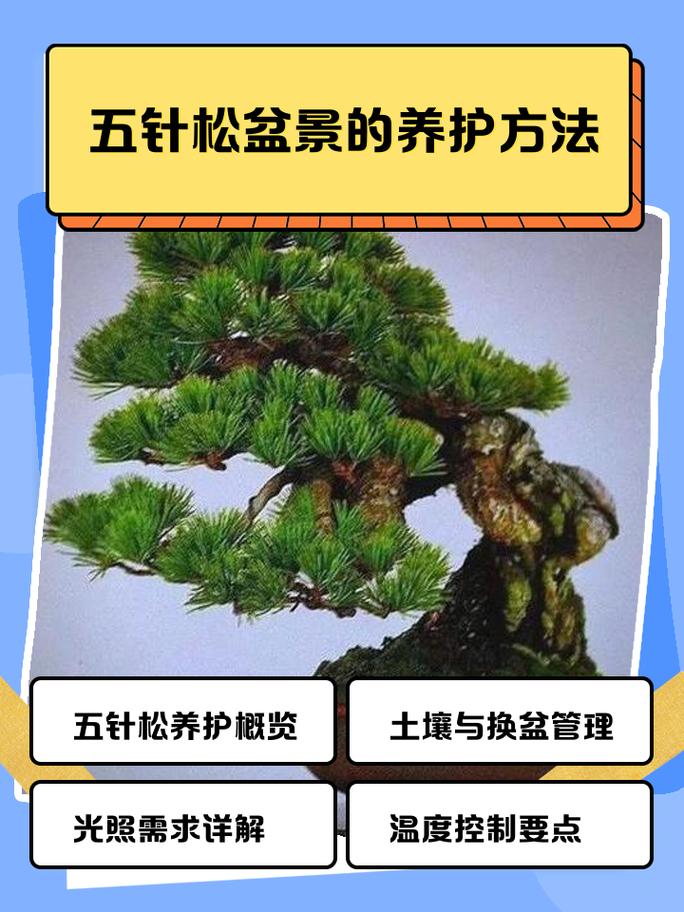 松树(乔木)树脂污染怎么洗?行道树养护与庭院应用全攻略 移栽支撑与修剪规范