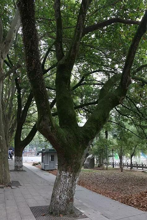 松树(乔木)树脂污染怎么洗?行道树养护与庭院应用全攻略 常见问题 FAQ