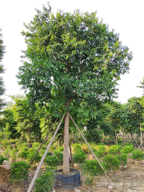 松树(乔木)树脂污染怎么洗?行道树养护与庭院应用全攻略 总结