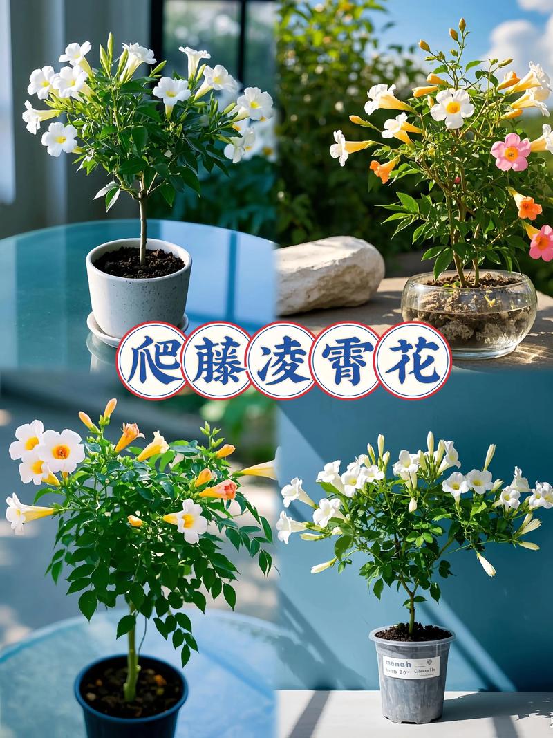 养护常见问题