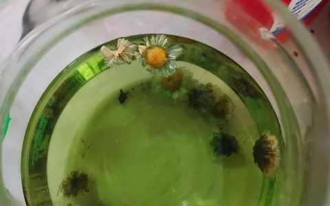 菊花泡水后为什么变绿？是变质还是正常现象？