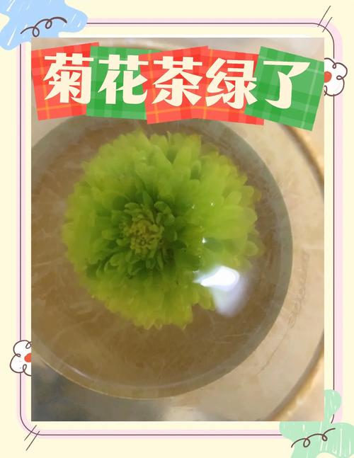 菊花泡水后为什么变绿?是变质还是正常现象? 常见误区与纠正