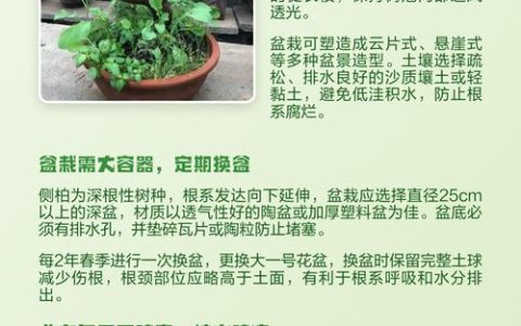 侧柏树家里可以种吗？科学选择与庭院盆栽养护指南