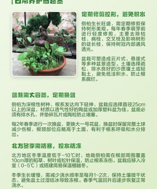 侧柏树家里可以种吗？科学选择与庭院盆栽养护指南