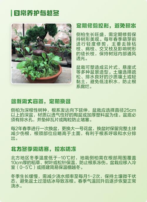 侧柏树家里可以种吗?科学选择与庭院盆栽养护指南 一、家里种侧柏:先看空间与根系