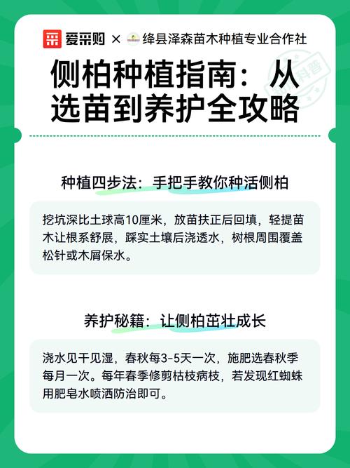 侧柏树家里可以种吗?科学选择与庭院盆栽养护指南 四、侧柏的传统寓意与文化解读