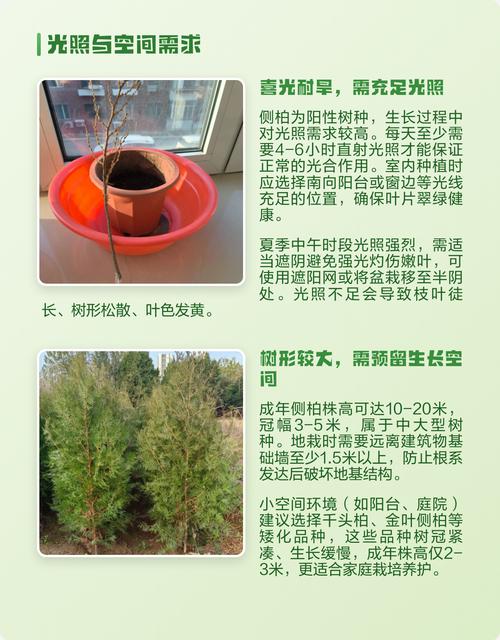 侧柏树家里可以种吗?科学选择与庭院盆栽养护指南 五、总结建议