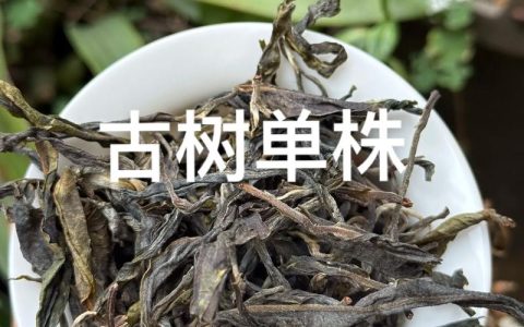 单株古树茶价格解析：一般多少钱一斤？行情参考与影响因素