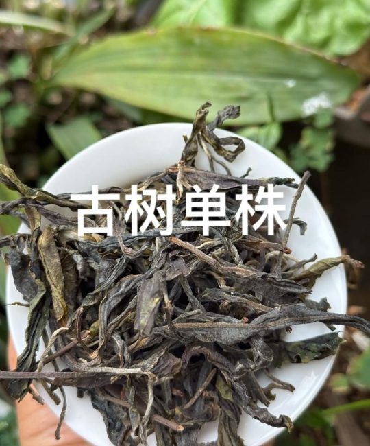 单株古树茶价格解析：一般多少钱一斤？行情参考与影响因素
