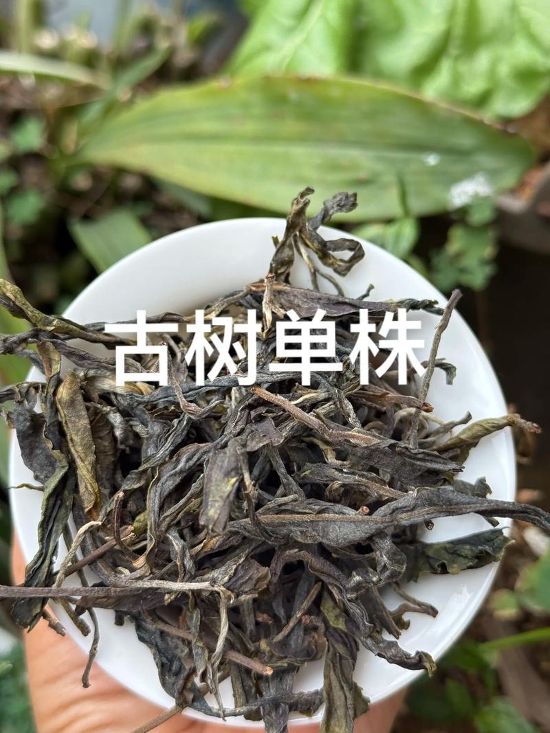 单株古树茶价格解析:一般多少钱一斤?行情参考与影响因素 价格快速参考