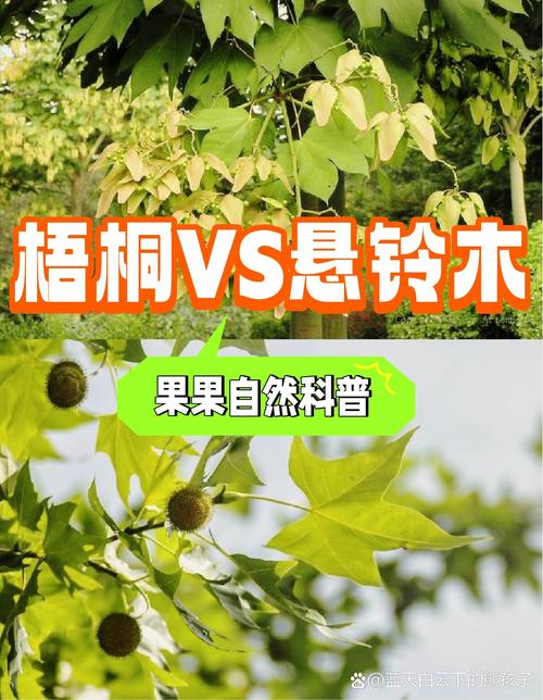 梧桐树也叫悬铃木吗?真相与行道树应用全解析 支撑固定系统方案