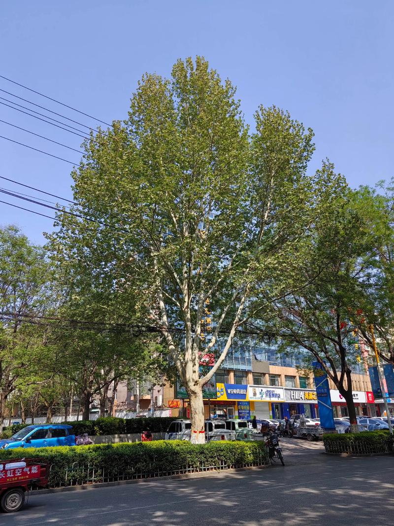 梧桐树也叫悬铃木吗?真相与行道树应用全解析 修剪与长期管理