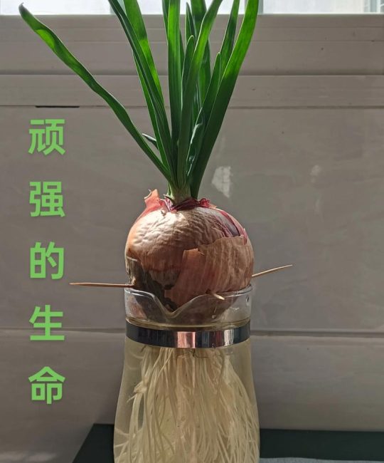 洋葱在水里怎么种植？家庭水培详细指南（附成功要点）
