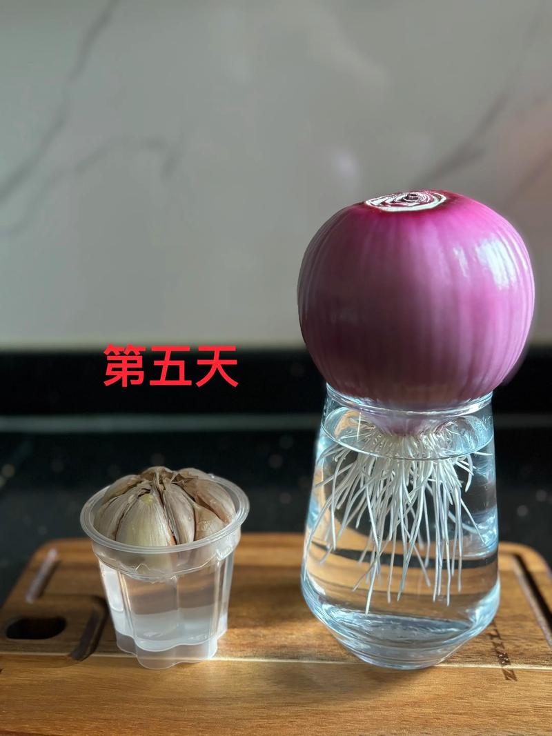洋葱在水里怎么种植?家庭水培详细指南(附成功要点) 推荐清单:水培洋葱必备与可选物资