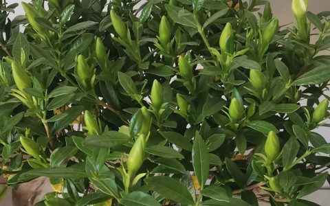 栀子花有花苞不开花怎么回事？原因排查与补救措施
