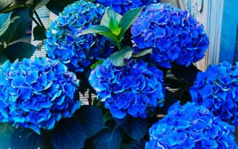蓝色绣球花：养护指南与品种赏析