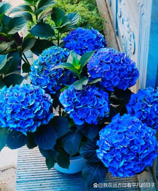 蓝色绣球花：养护指南与品种赏析