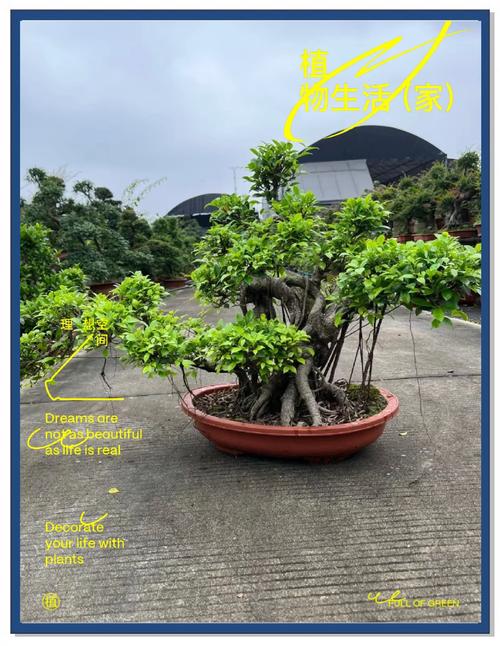 榕树盆景开花吗?真相与养护全解析 常见问题(FAQ)