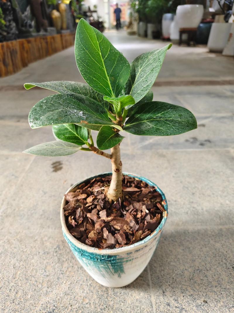 榕树盆景开花吗?真相与养护全解析 榕树盆景不开花原因与解决思路