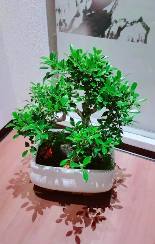 榕树盆景开花吗?真相与养护全解析 总结