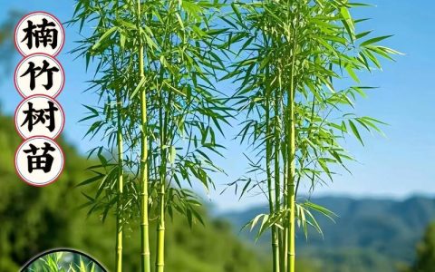 什么竹子适合种庭院？庭院竹子品种推荐与种植指南