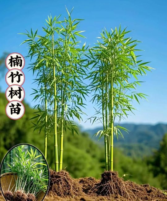 什么竹子适合种庭院？庭院竹子品种推荐与种植指南